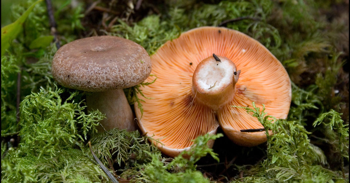 Рыжики грибы – фото и описание, ложные рыжики, как выглядят, польза и вред, сколько и где растут