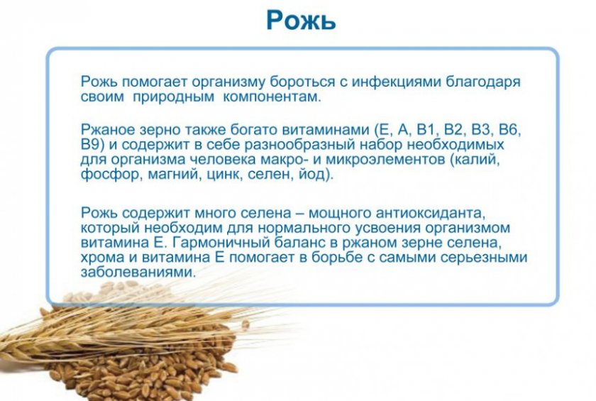 Пшеница - все о растении - описание, свойства, виды