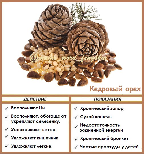 Кедровые орехи - польза и вред для организма, лечебные свойства масла, настойки или ядер