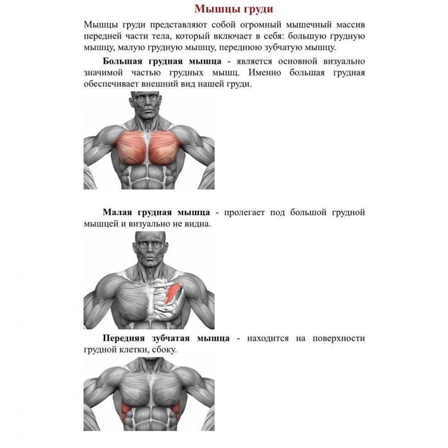 Отжимания на грудные мышцы: программа для накачки груди