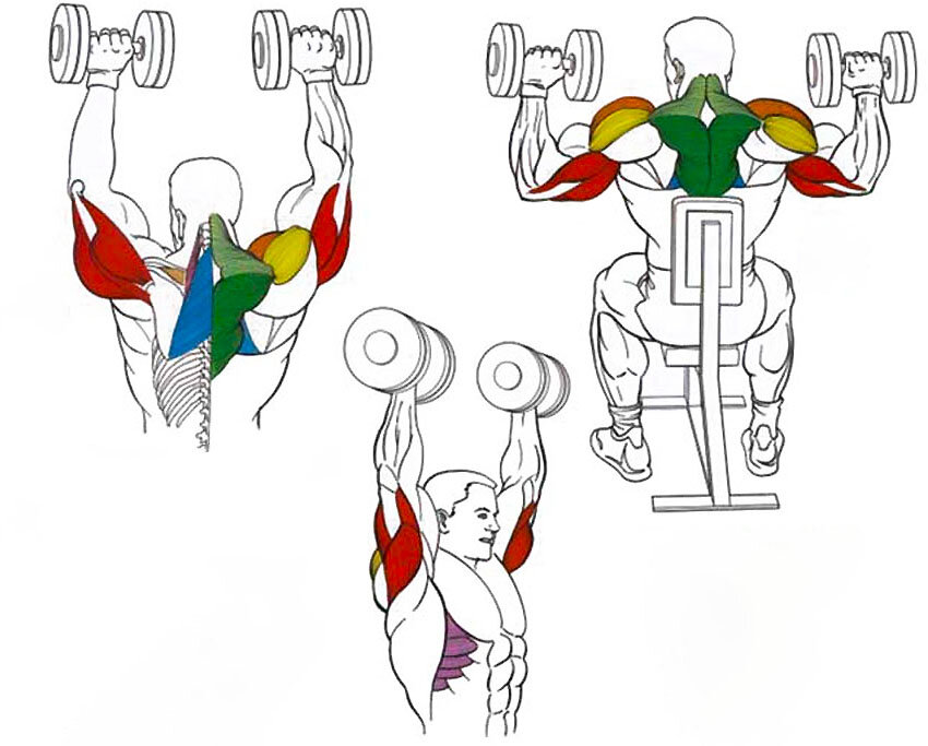 Поднятие гантелей перед собой. какие мышцы работают, как правильно делать стоя, сидя, техника