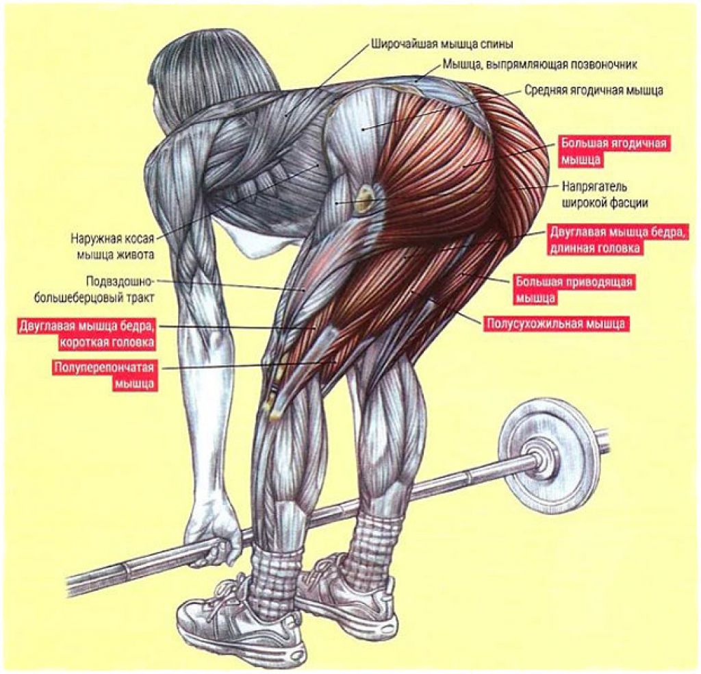 Румынская становая тяга – упражнение для задней цепи мышц, то есть для икроножных, камбаловидных, бицепсов бедер, всего массива ягодичных, и длинных мышц спины