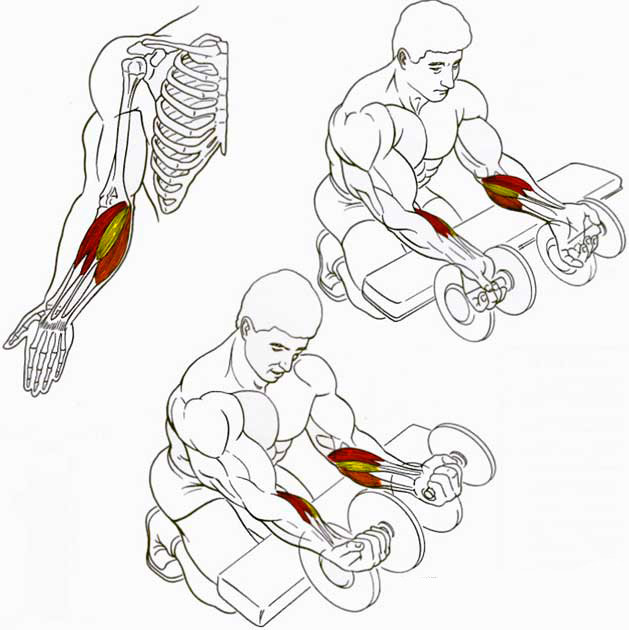 Мышцы предплечья (задняя группа) человека | анатомия мышц предплечья, строение, функции, картинки на eurolab