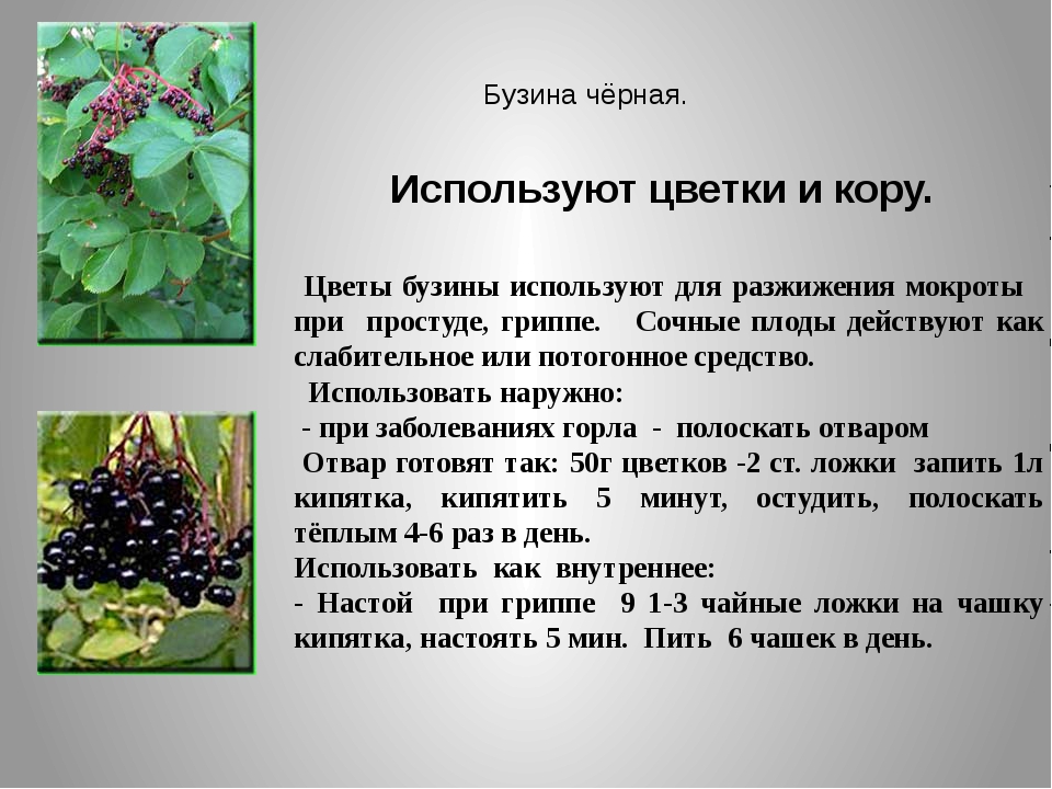 Черёмуха обыкновенная - описание, польза и вред для организма, состав и калорийность ягод, фото