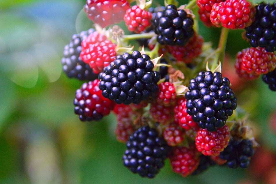 Ежевика — полезные и лечебные свойства ягод и листьев для здоровья человека