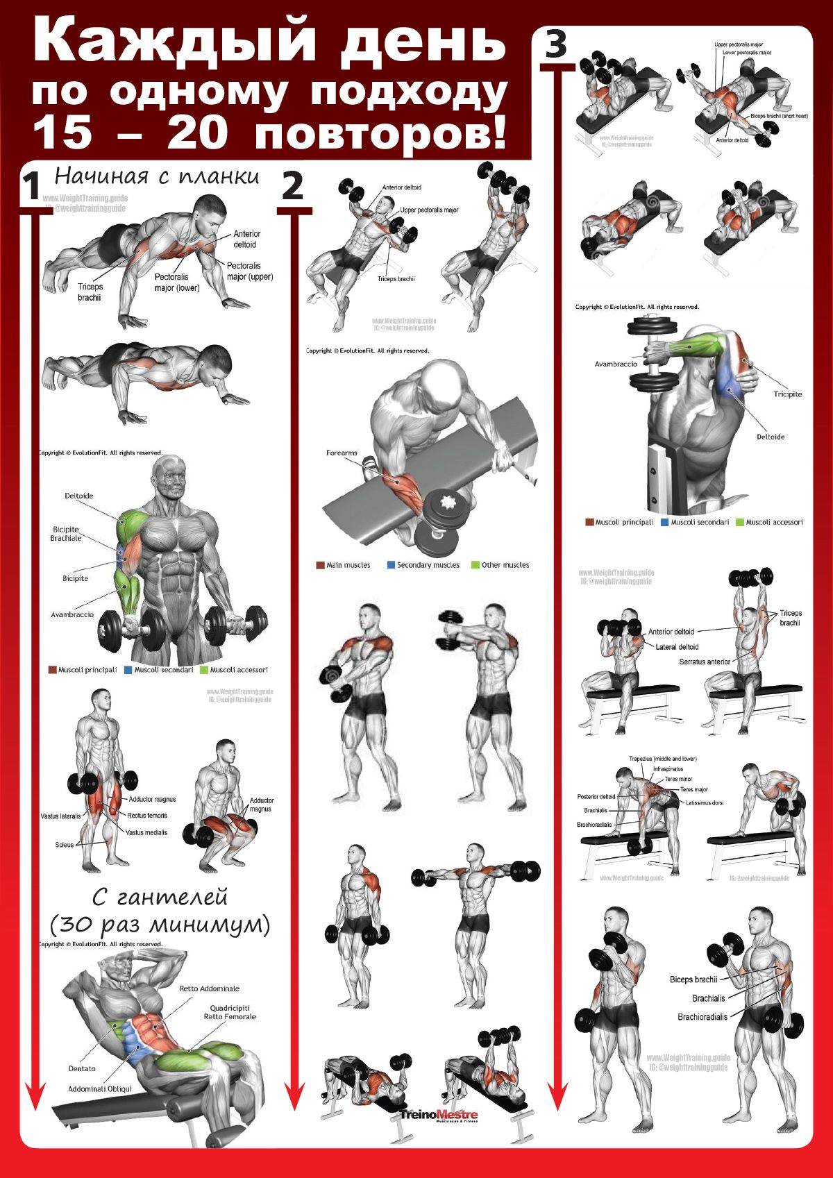 Топ-10 базовых и изолирующих упражнений для глубокой прокачки спины + лайфхаки от тренера