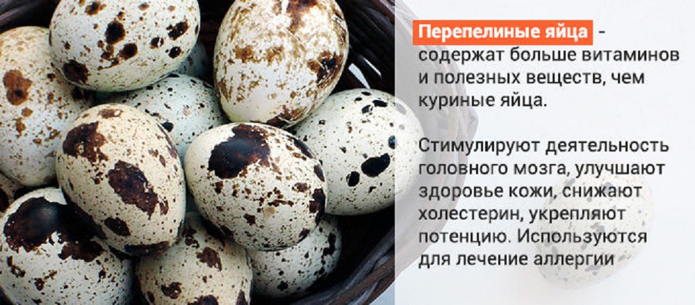 Перепелиные яйца: польза и вред, как принимать и калорийность