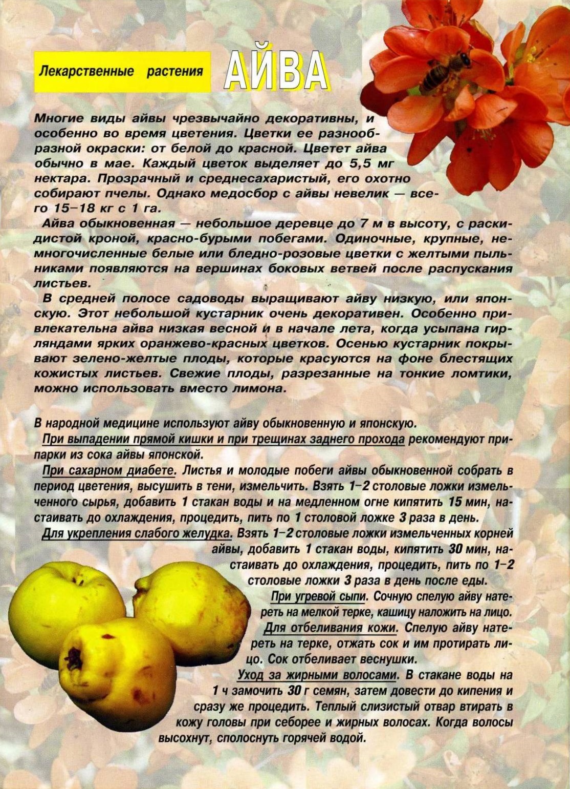 Полезные и вредные качества айвы, ее химический состав и пищевая ценность, рецепты айвовых блюд
