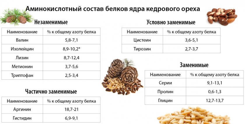 Кедровые орехи: полезные свойства и применение, состав и калорийность, противопоказания, как есть