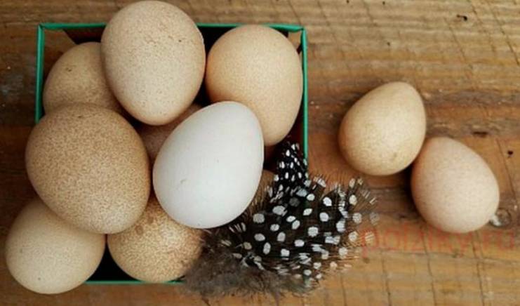 Яйца цесарки: все что нужно знать перед употреблением