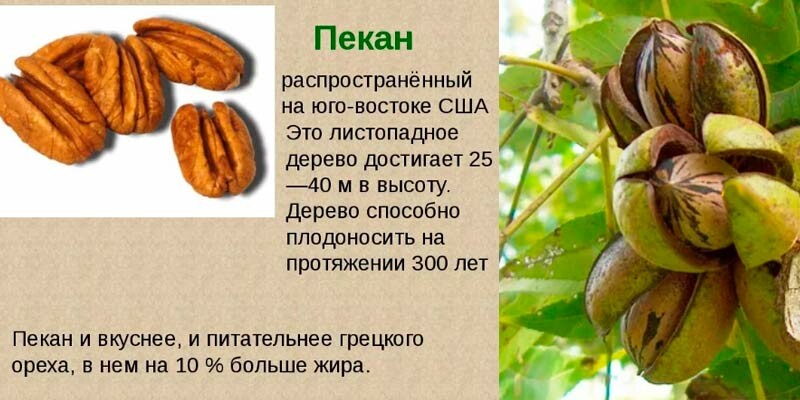 Грецкий орех - калорийность, полезные свойства, польза и вред, описание
