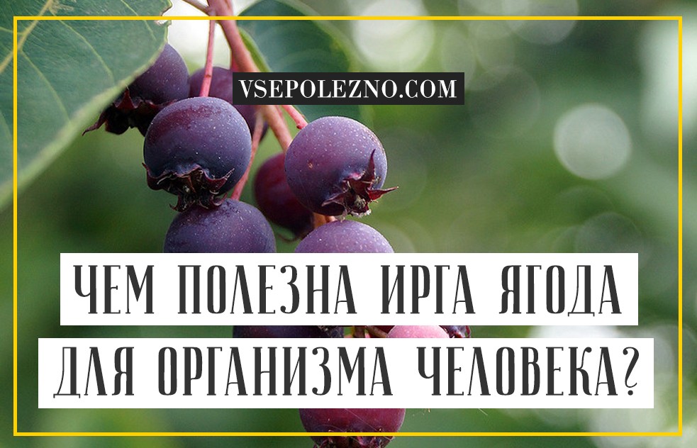Ирга - полезные свойства, противопоказания и рецепты из ягод