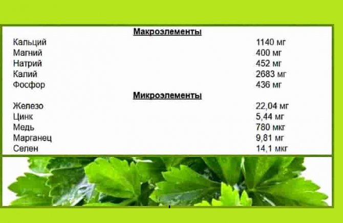 Черёмуха обыкновенная - описание, польза и вред для организма, состав и калорийность ягод, фото