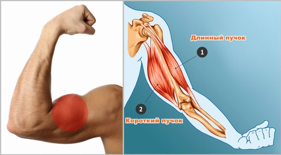 Бицепс двуглавая мышца