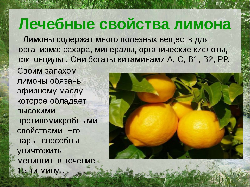 Лимоны чаще всего приобретают для получения сока или добавления к блюдам Выбрать спелый плод не сложно Перед приобретением лимонов надо определить, сколько они будут храниться и как использоваться