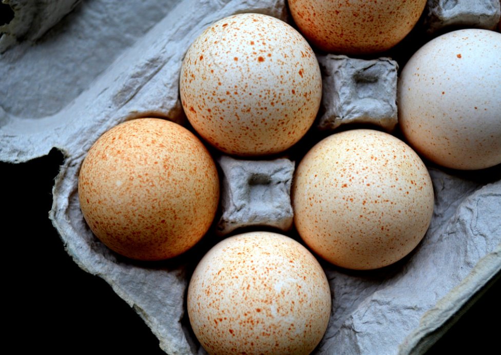 Яйца индюшиные – польза, свойства, применение