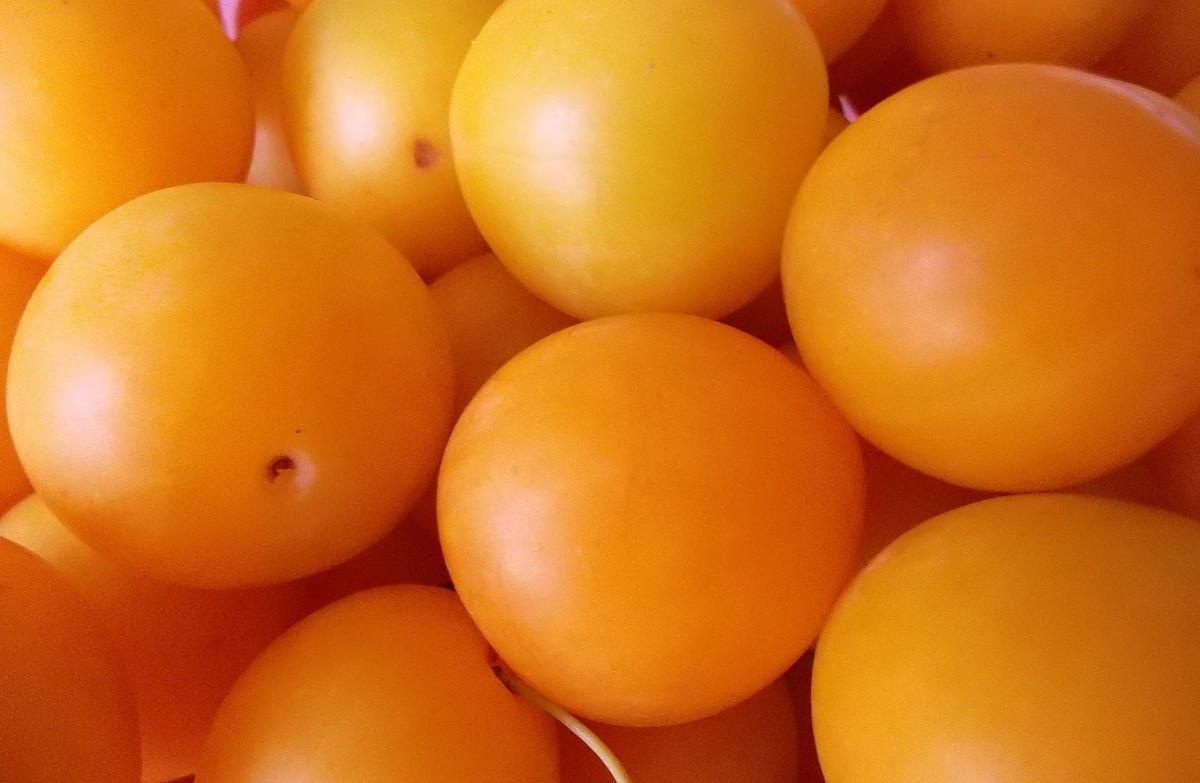 Алыча фрукт — полезные свойства, чем отличается от сливы