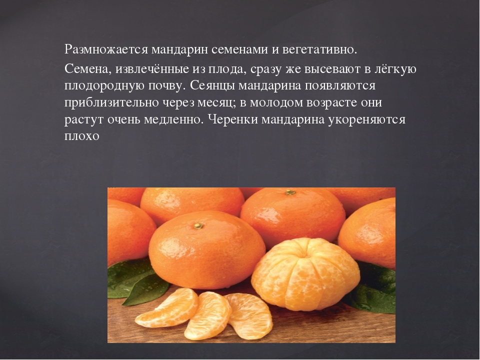 Мандарины, полезные свойства. калорийность. от мандаринов толстеют ли?