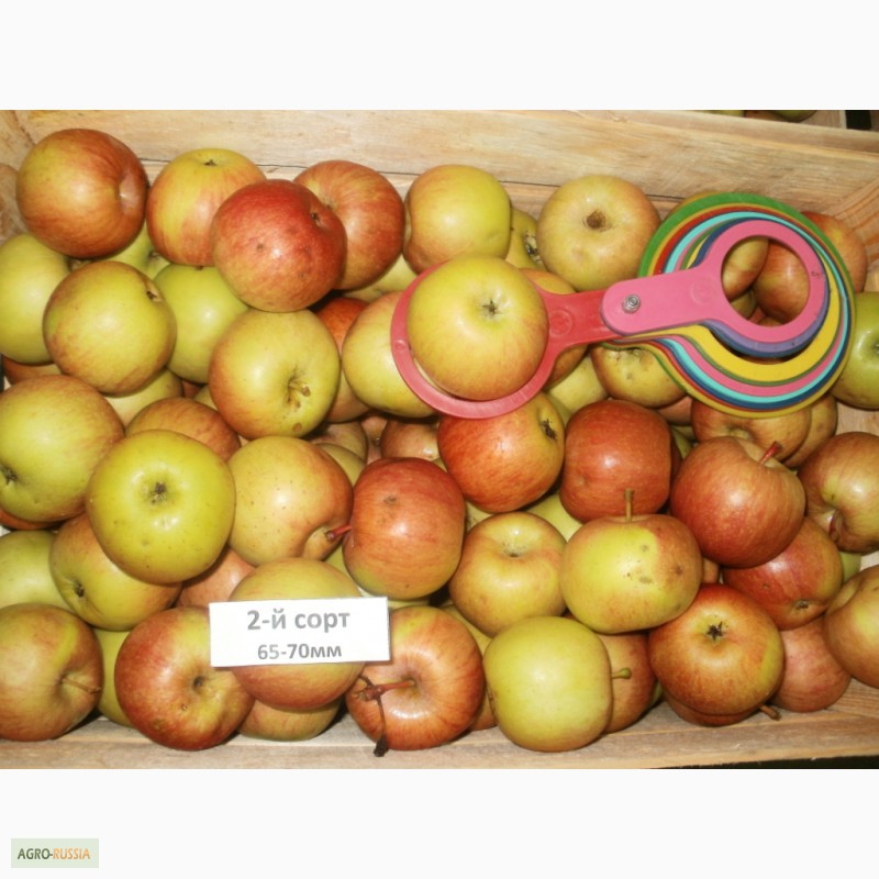Посадка яблони фуджи. яблоня фуджи: описание, фото, отзывы
