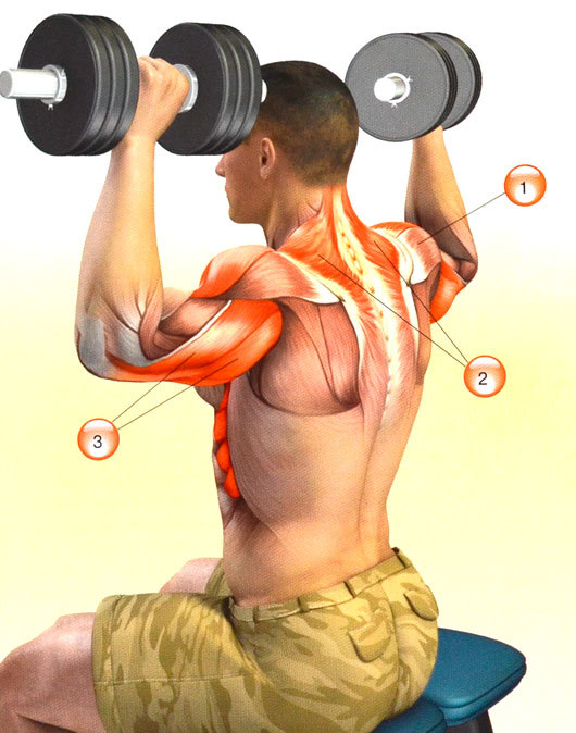 Тренировка плеч: упражнения и программа для отстающих пучков дельтовидных мышц
