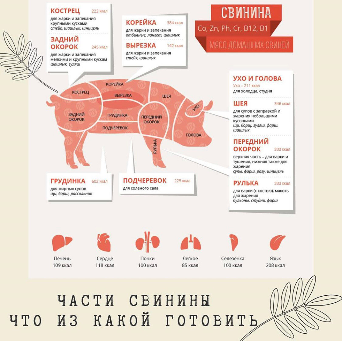 Строение свинины мясо