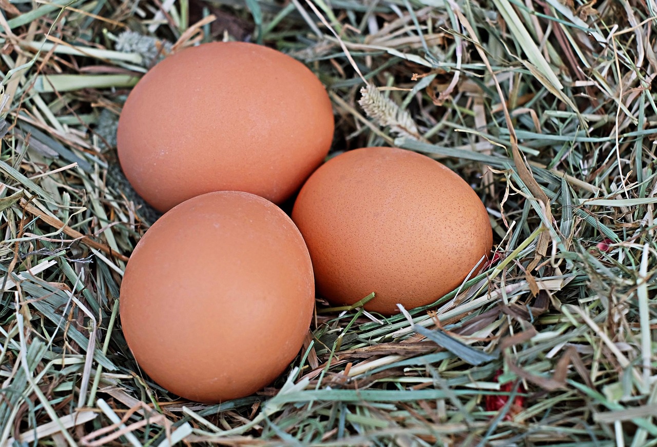 Яйца | лучший источник белка для набора массы | bestbodyblog.com