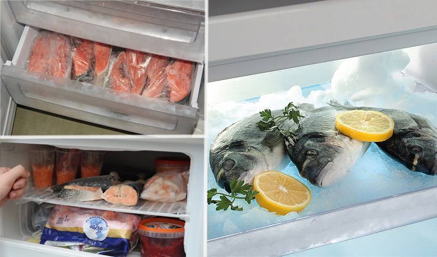 Сроки хранения рыбы: свежей, замороженной, соленой