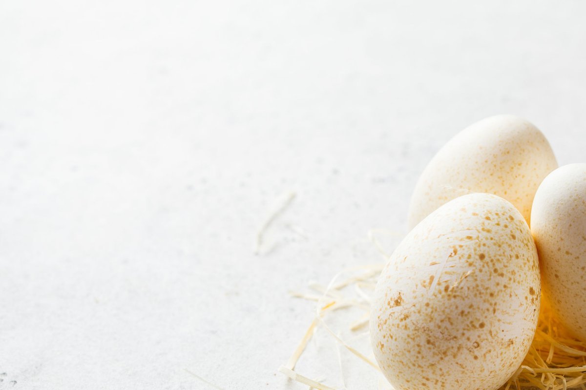 Индюшиные яйца: польза и вред — selok.info