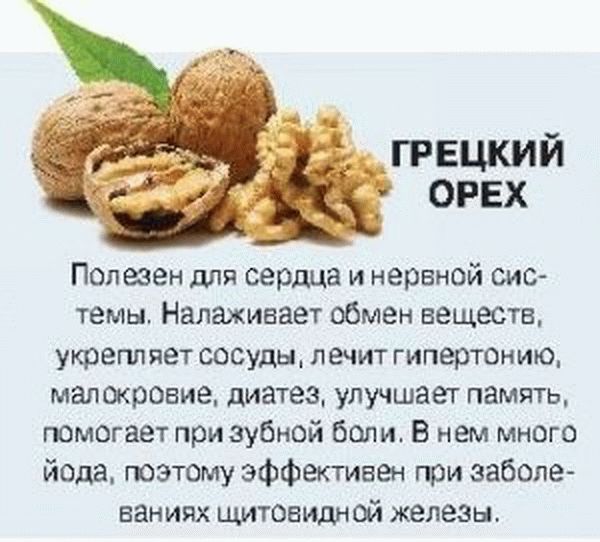 Орехи фундук: польза и вред для организма, калорийность, состав