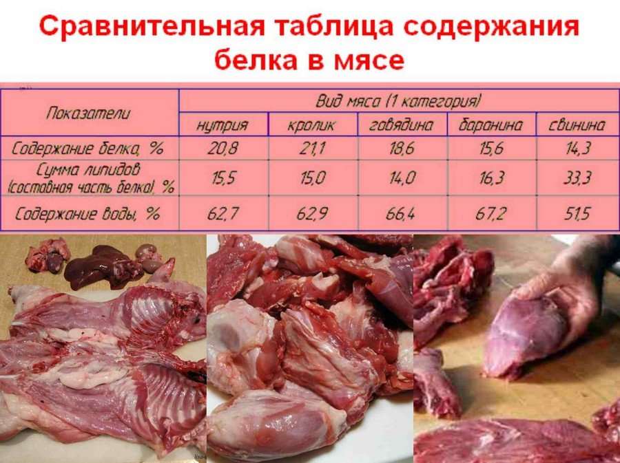 Мясо нутрии польза - 110 фото чем полезно и чем вредно мясо нутрии в рационе питания
