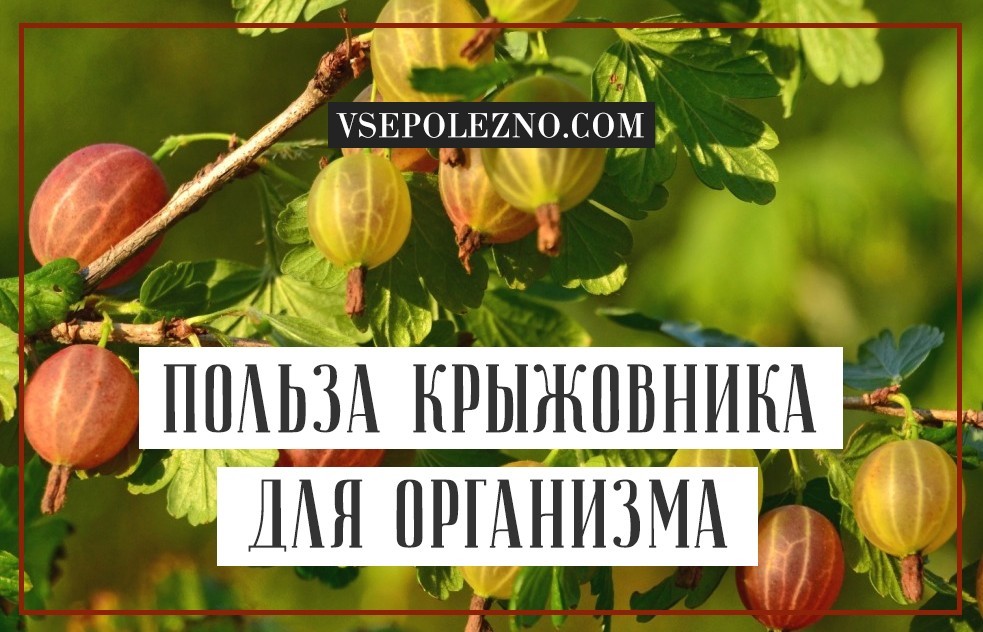 Крыжовник — полезные свойства и вред для здоровья, состав и применение ягод