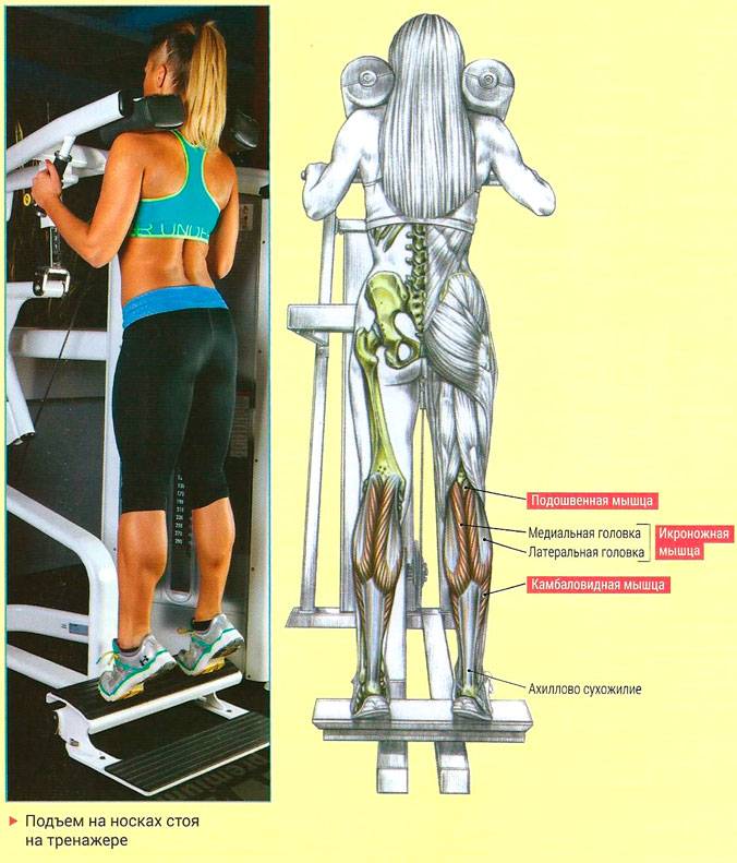 Как накачать икроножные мышцы: описание упражнений с фото, пошаговая инструкция выполнения, проработка мышц ног и тела - tony.ru