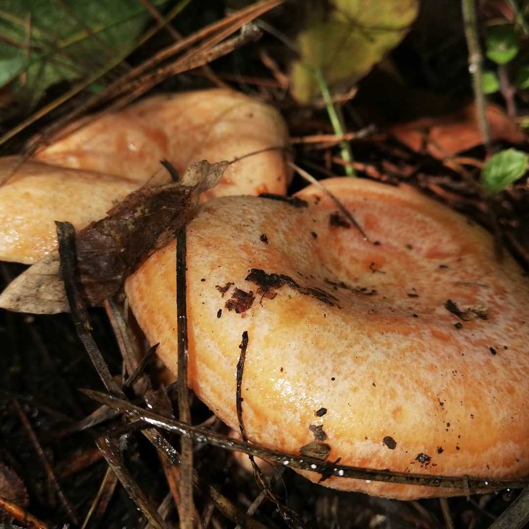 Белые грибы: польза и вред для организма, калорийность, состав, можно ли беременным