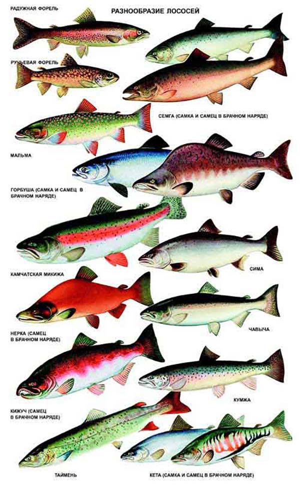 Лосось - полезные и опасные свойства лосося