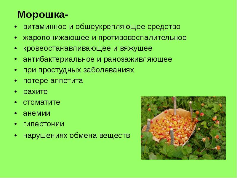 Морошка - фото ягод, описание полезных и лечебных свойств растения