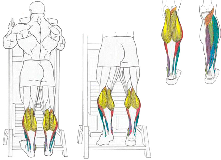 Базовые упражнения для икроножных мышц в спортзале и упражнения которые можно выполнять в домашних условиях на икры ног Фото примеры