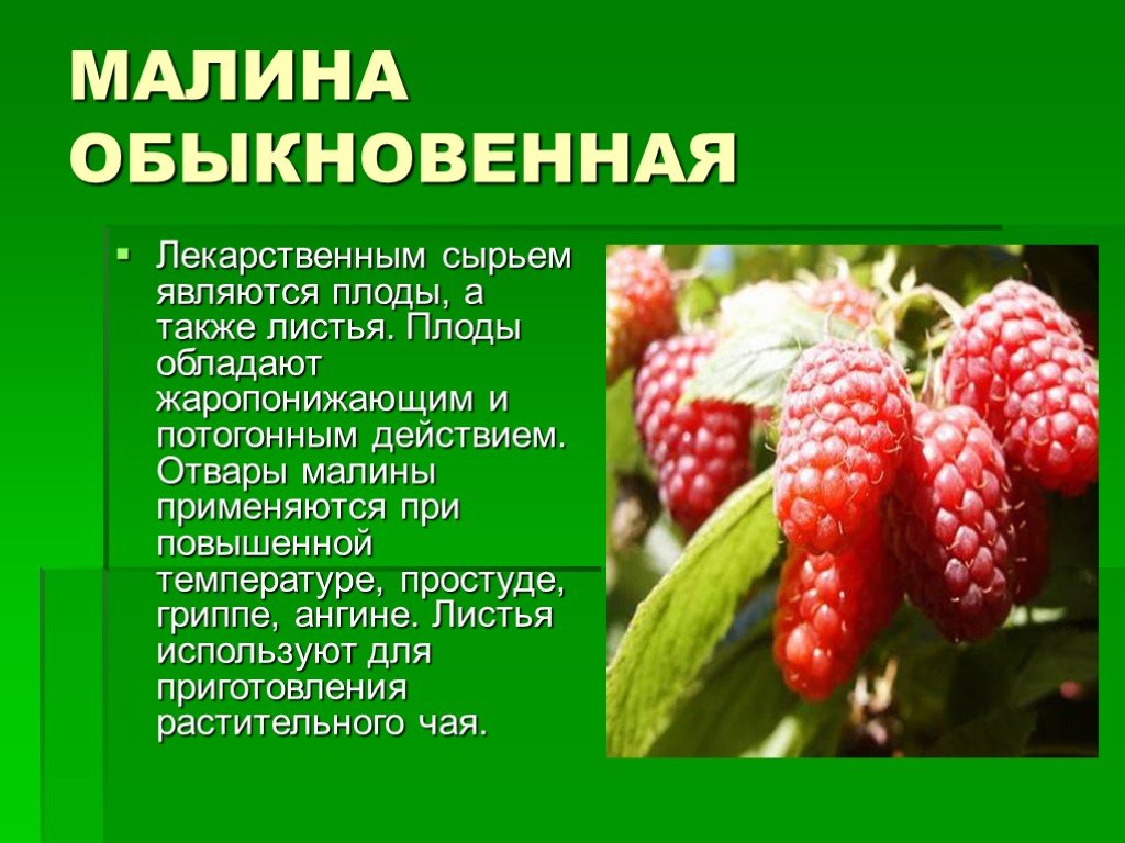 Малина: калорийность, состав, полезные свойства ягод, листьев и корня