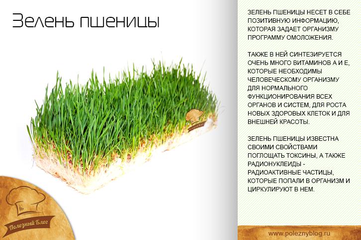 Пшеница пророщенная: польза и вред. пророщенная пшеница для похудения :: syl.ru