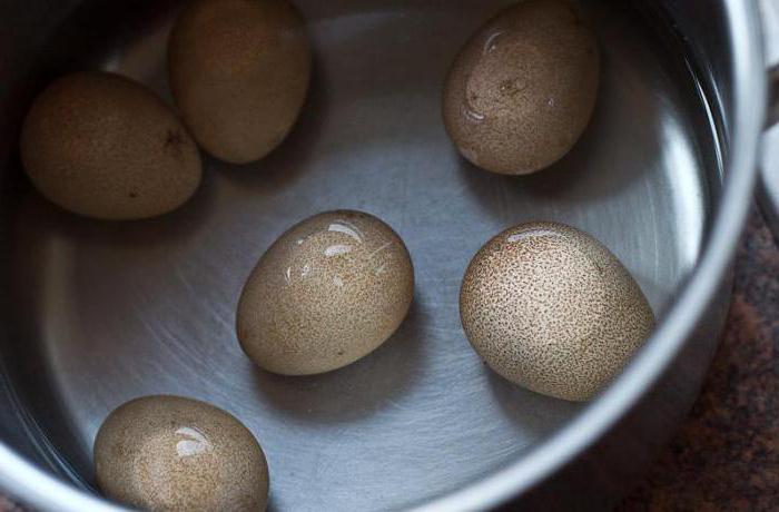 Яйца цесарки: описание, как выглядят, польза и вред