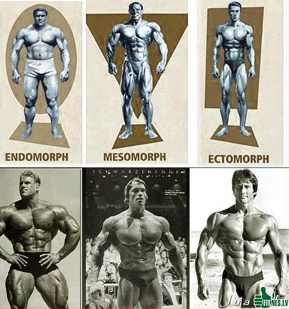 Тип телосложения: эктоморф, мезоморф, эндоморф    
тип телосложения: эктоморф, мезоморф, эндоморф