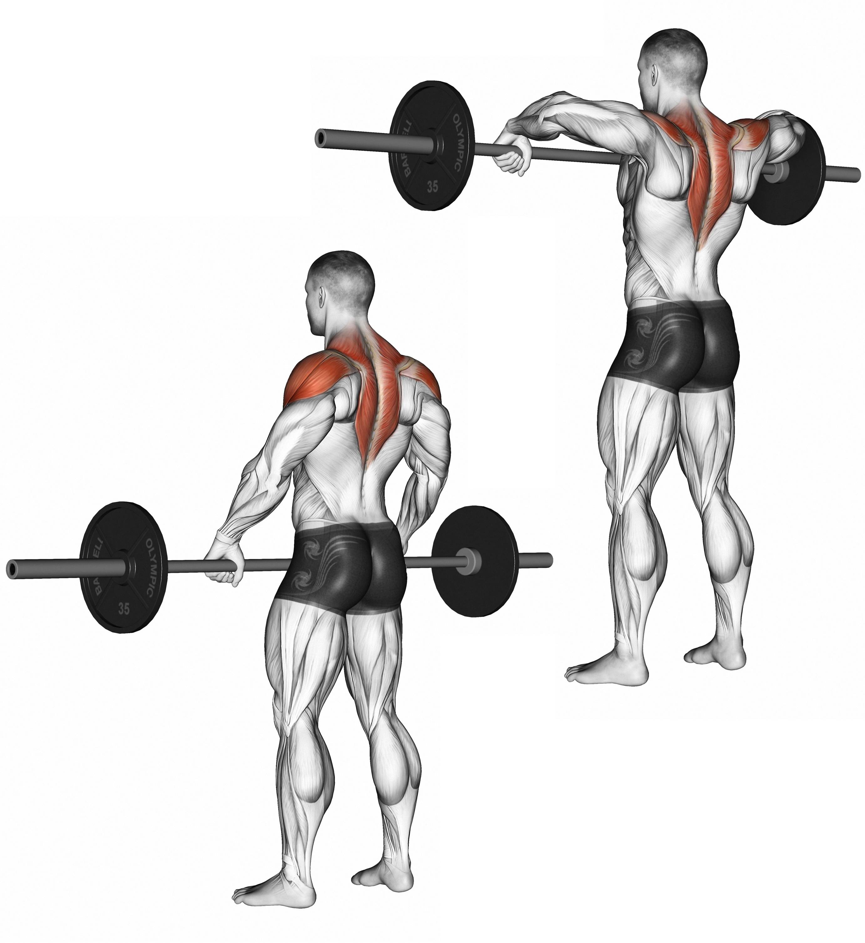 Данный вид тяги развивает не только мышцы верха спины, но и мышцы плечевого пояса – дельтовидные Выполняя упражнение, не надейтесь, что оно сделает ваши плечи