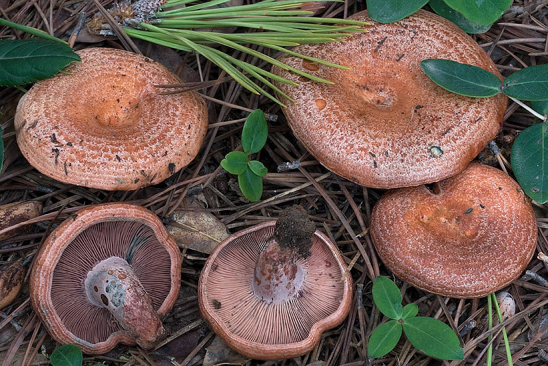 Калорийность грибов на 100 грамм, их польза и вред для организма человека