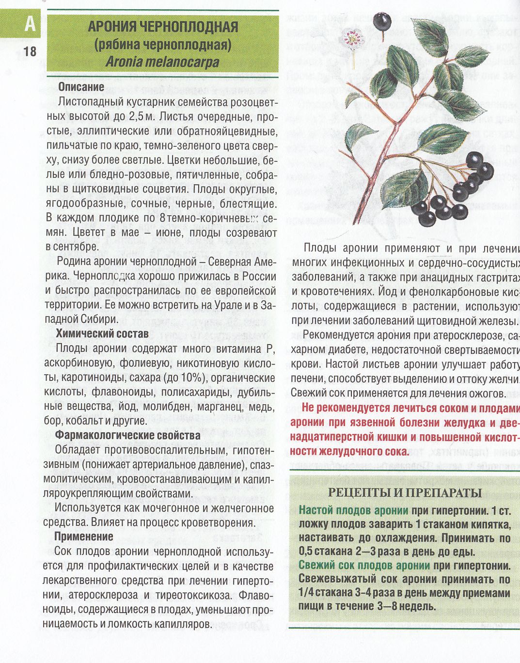 Черноплодная рябина: польза и вред для здоровья. рецепты приготовления