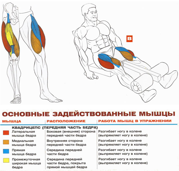 6 простых упражнений на квадрицепсы для быстрого роста ног. • bodybuilding & fitness