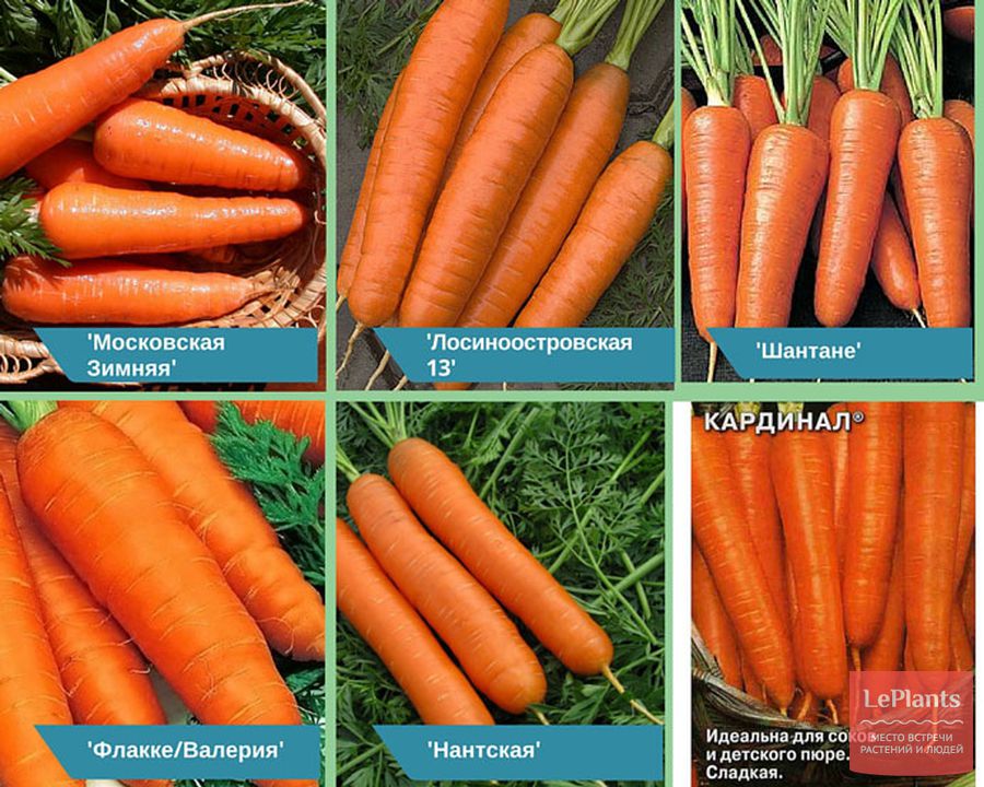 Как правильно вырастить хороший урожай крупной моркови в открытом грунте