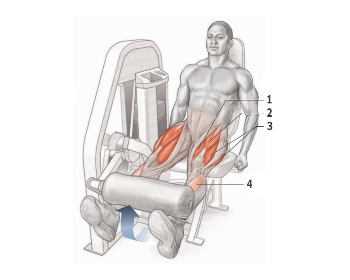 Базовые упражнения на квадрицепс бедра, обзор изолирующих упражнений Мышцы бедер – это одни из самых крупных мышц тела человека