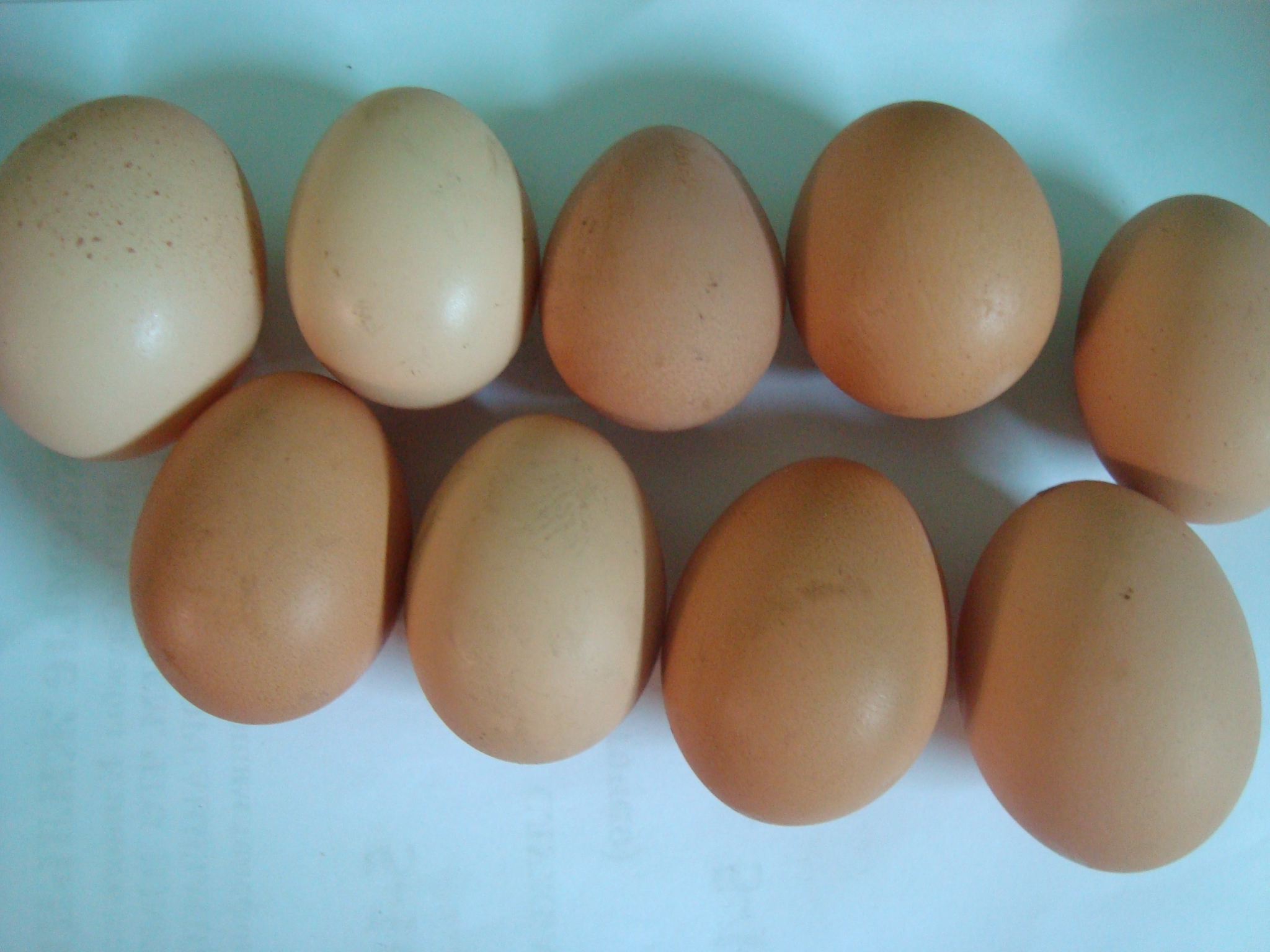 Яйца цесарок — чем полезны, как выглядят и где используются