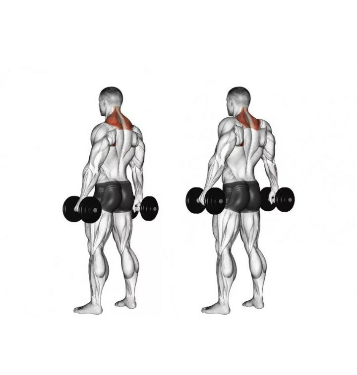 Особенности базовых и изолирующих упражнений для плеч