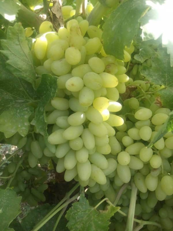 Белый виноград: польза для организма человека