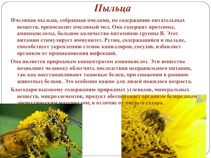 Пыльца пчелиная: полезные свойства, как принимать женщинам, польза и вред